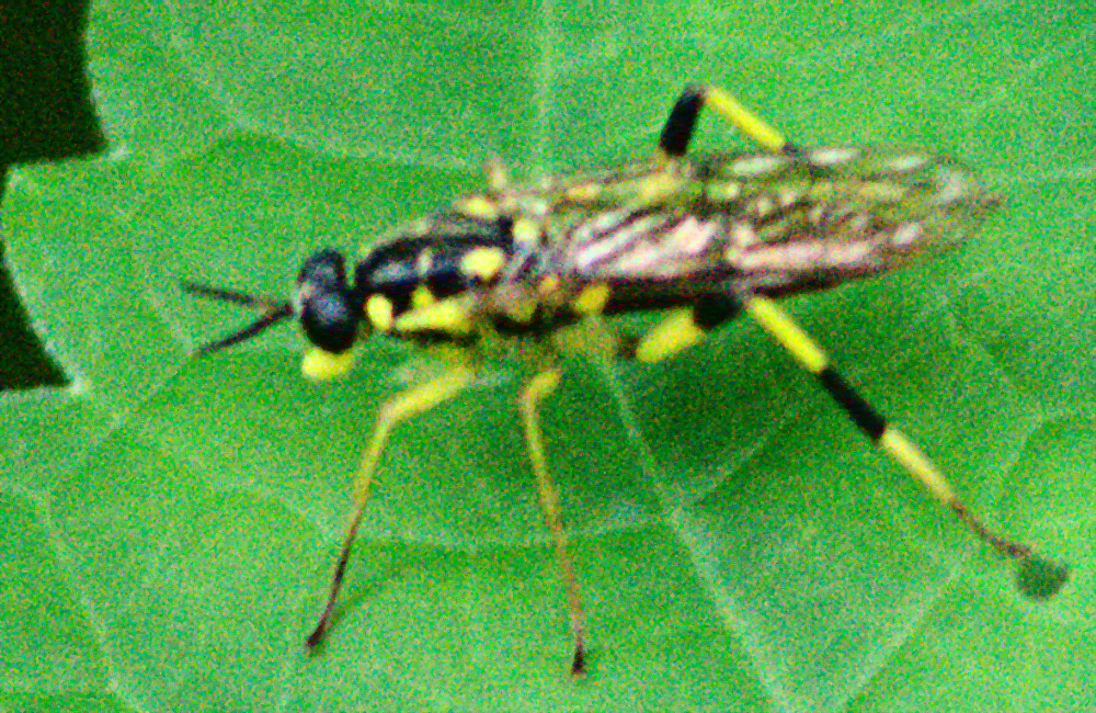 Sawfly Mimic