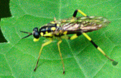 Xylomya tenthredinoides