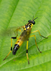 Xylomya terminalis