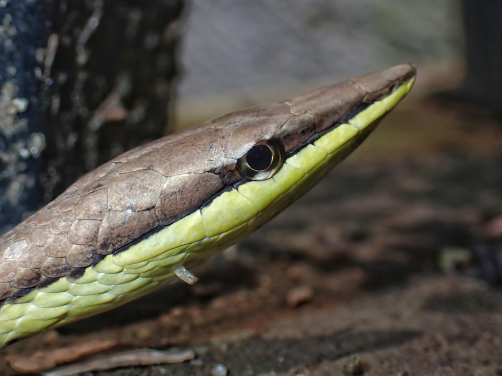 Thornscrub Vine Snake