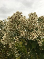 Baccharis halimifolia