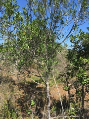 Chionanthus foveolatus