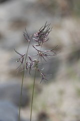 Poa alpigena