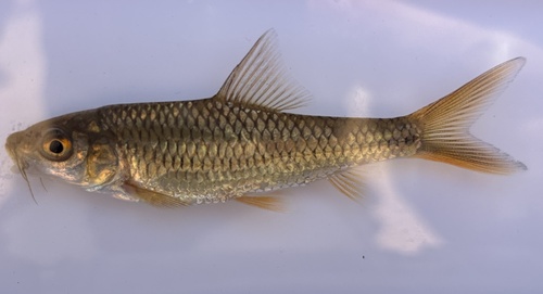 Someren's barb (Labeobarbus somereni) — Cyprinidae