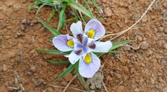 Moraea falcifolia