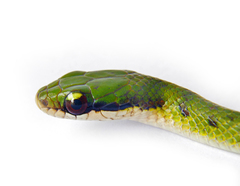 Erythrolamprus epinephalus albiventris