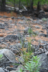 Poa arctica