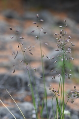 Poa arctica