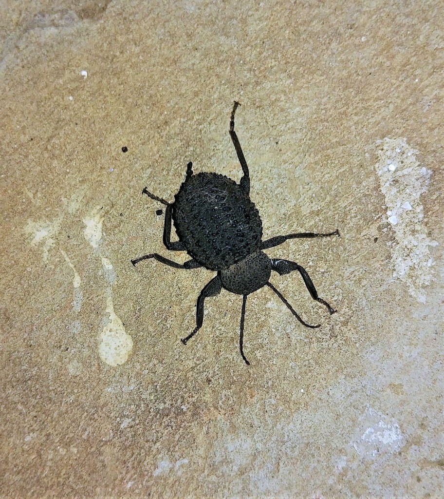 Psorodes gratilla