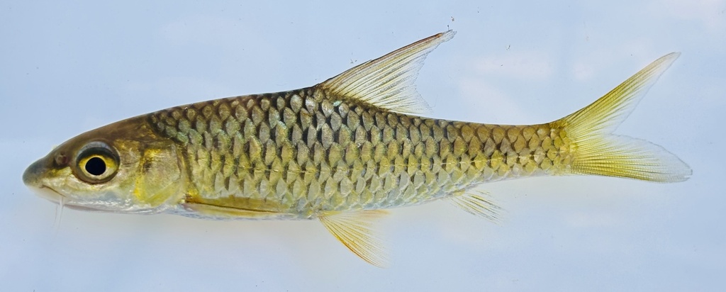 Ruwenzori-barbeel (Labeobarbus somereni) — Cyprinidae