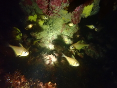 Pempheris klunzingeri