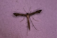 Stenoptilodes brevipennis