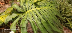 Monstera deliciosa image