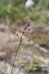 Poa arctica