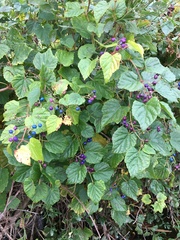 Ampelopsis glandulosa