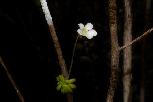 Pinguicula lignicola