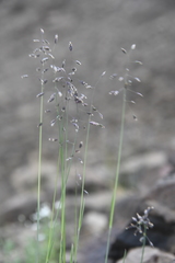 Poa arctica