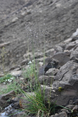 Poa arctica