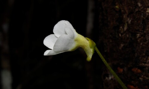 Pinguicula lignicola