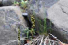 Poa arctica