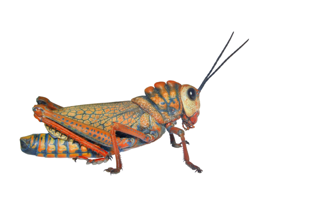 Leprous Grasshopper