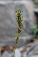 Poa arctica