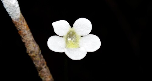 Pinguicula lignicola