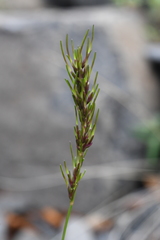 Poa arctica