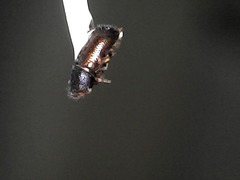 Trypophloeus alni