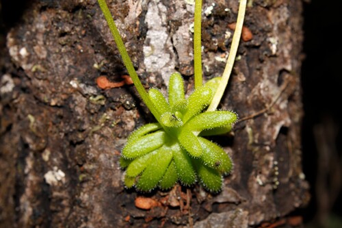 Pinguicula lignicola