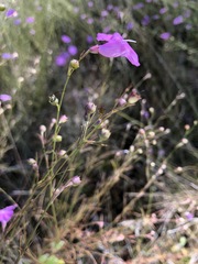 Agalinis setacea