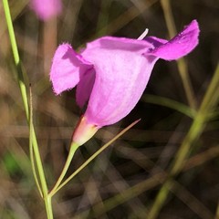 Agalinis setacea