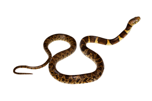Photo of a George Jett's Snail-Eater (Dipsas georgejetti)