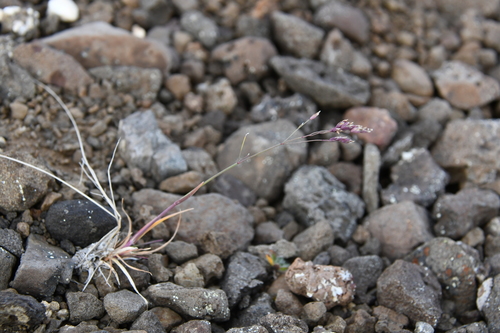 shortcoal bluegrass (Poa pseudoabbreviata)