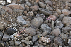 Poa pseudoabbreviata