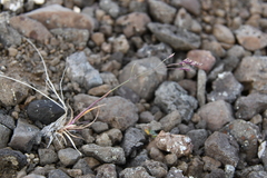 Poa pseudoabbreviata
