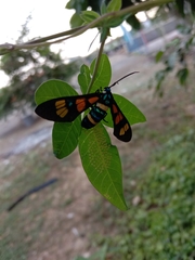 Euchromia horsfieldi