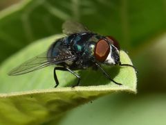 Chrysomya chloropyga