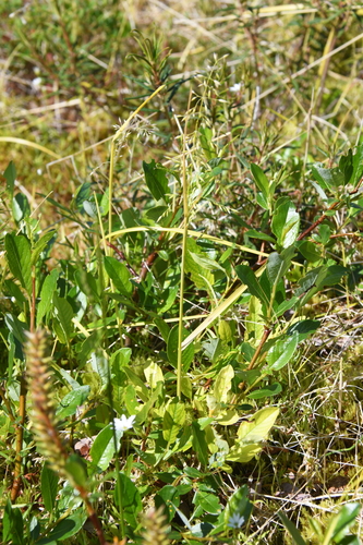 Poa sublanata
