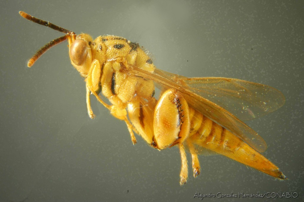 Conura acuta