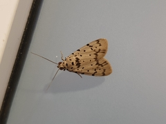 Sommeria insulana