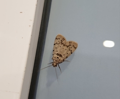 Sommeria insulana