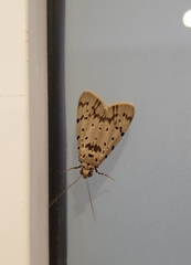 Sommeria insulana