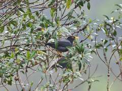 Turdus flavipes
