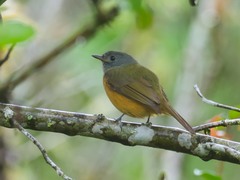 Mionectes rufiventris