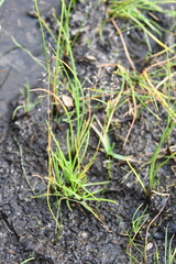 Poa supina
