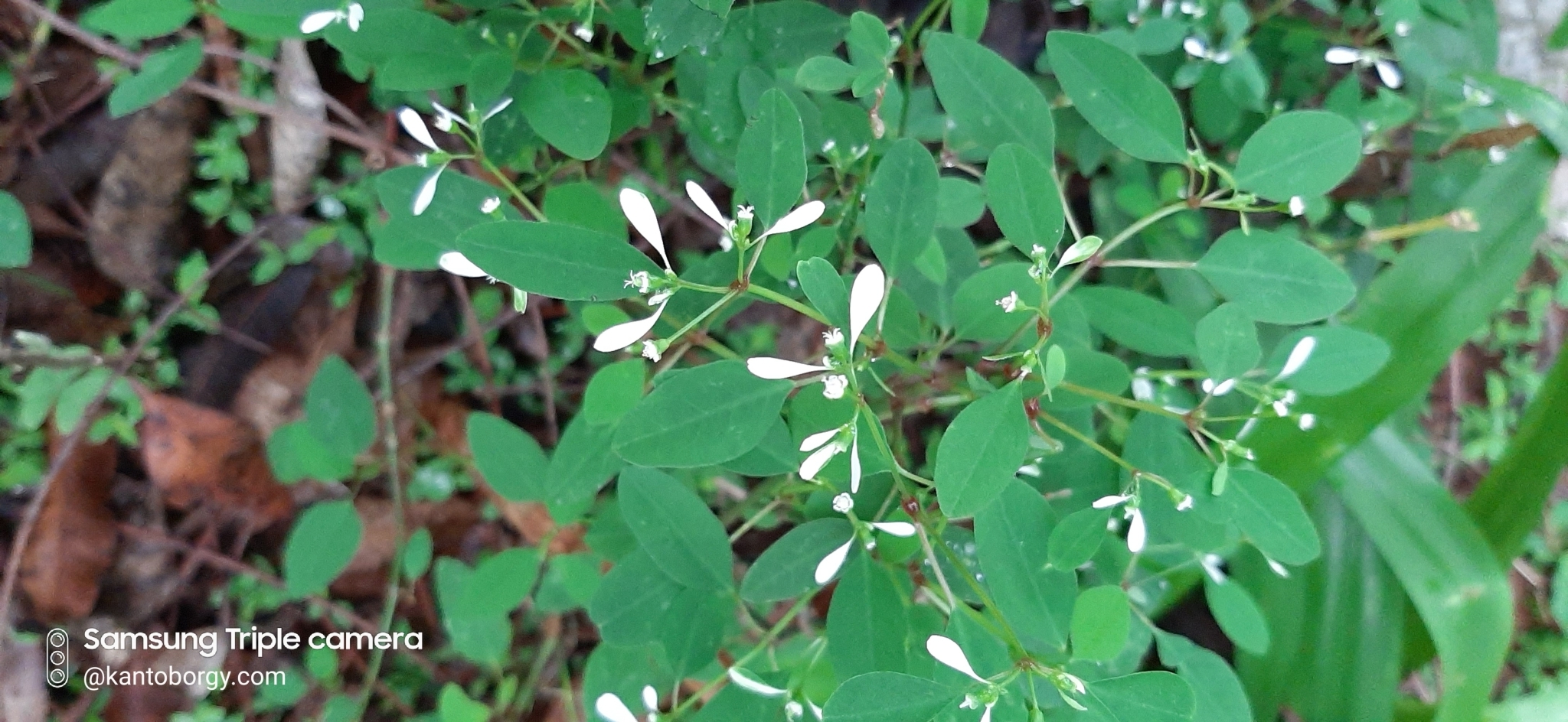 Euphorbia graminea image