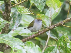 Ilicura militaris