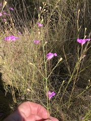 Agalinis setacea