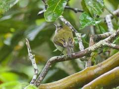 Hemitriccus nidipendulus